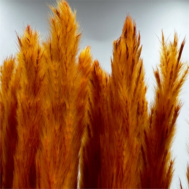 Bergamo Art Bundle of 4 Preserved Flowers Small Pampass Grass 20