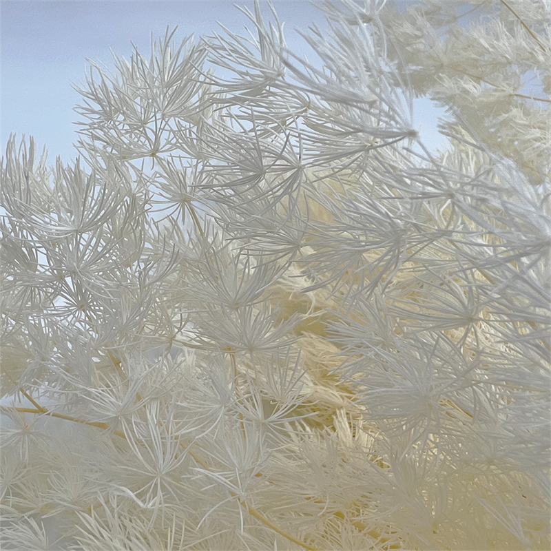Bergamo Art Bundle of 4 Preserved Asparagus Fern 12-20 inches long in White