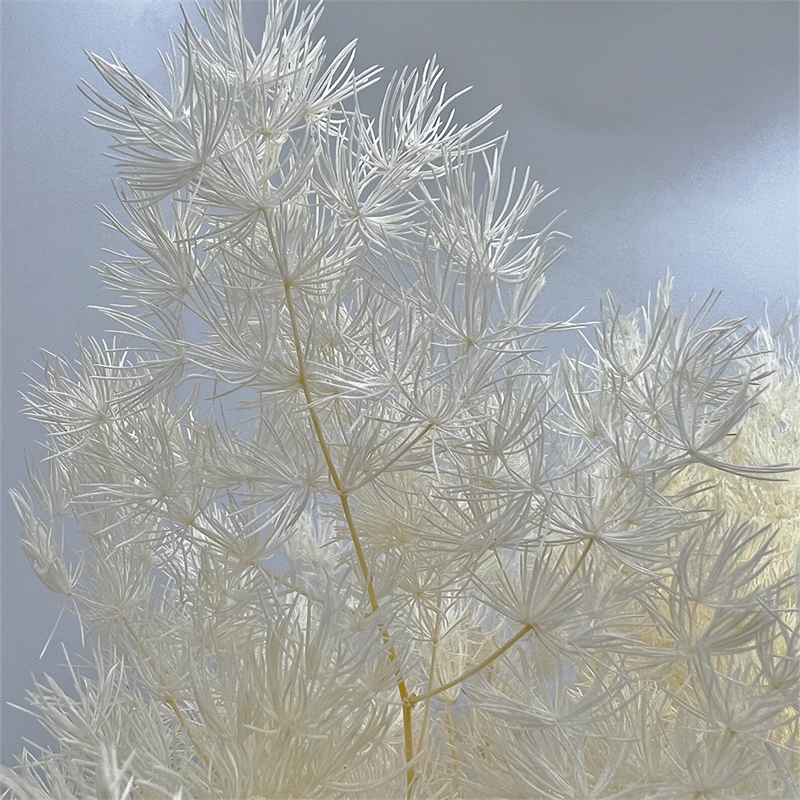 Bergamo Art Bundle of 4 Preserved Asparagus Fern 12-20 inches long in White