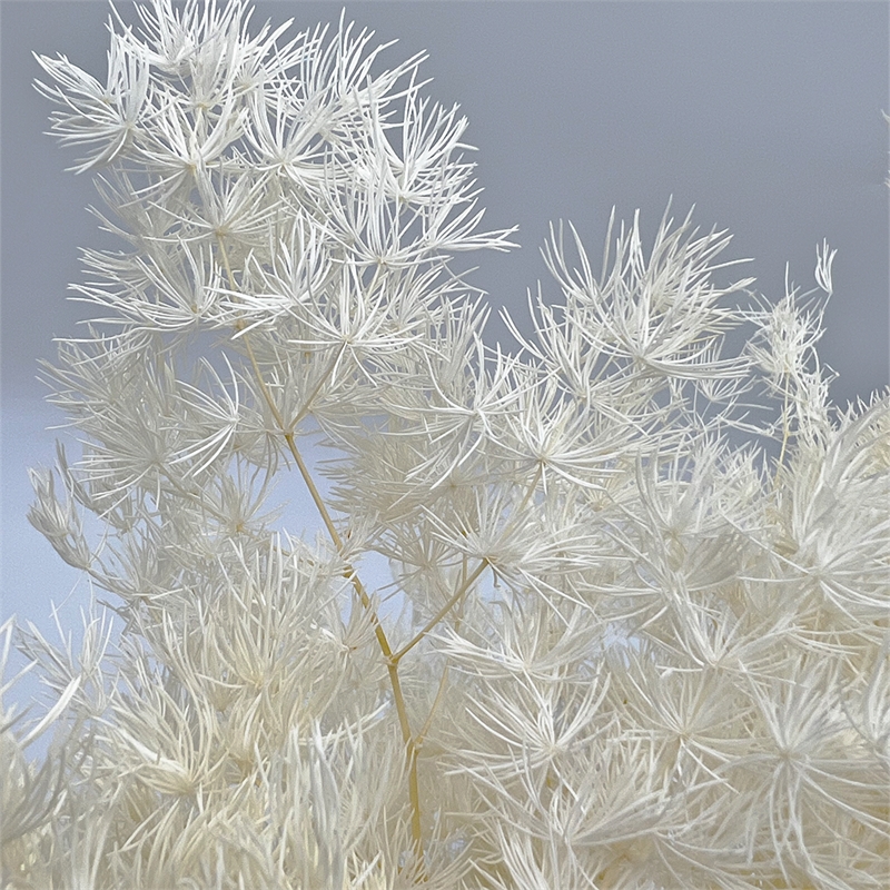 Bergamo Art Bundle of 4 Preserved Asparagus Fern 12-20 inches long in White