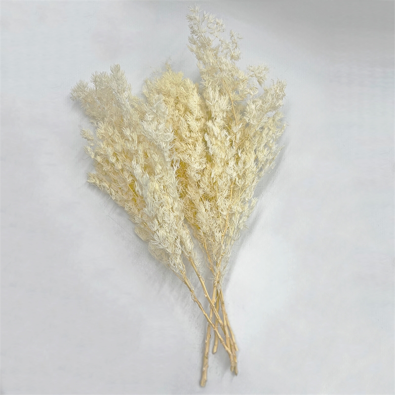 Bergamo Art Bundle of 4 Preserved Asparagus Fern 12-20 inches long in White