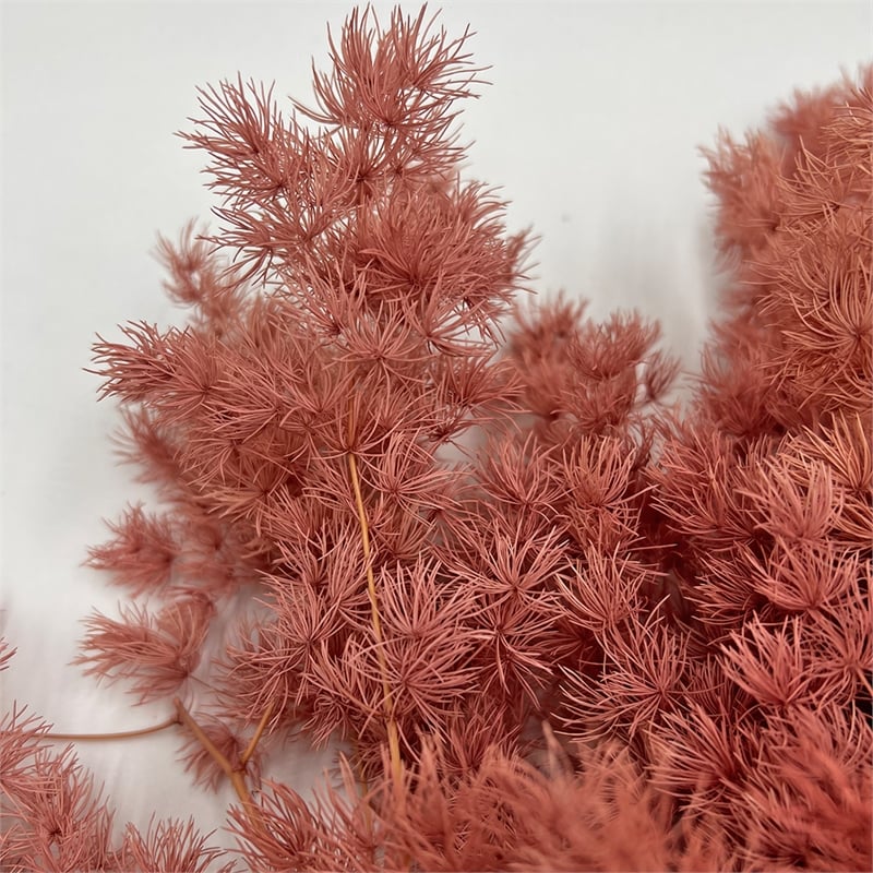 Bergamo Art Bundle of 4 Preserved Asparagus Fern 12-20 inches long in Pink