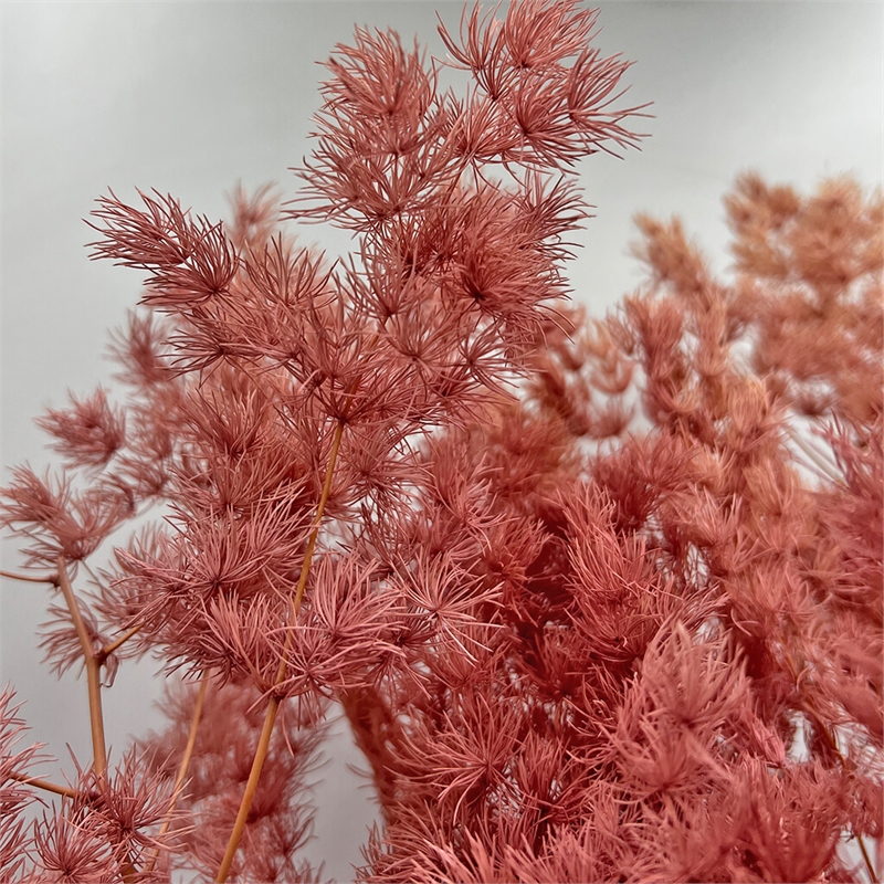 Bergamo Art Bundle of 4 Preserved Asparagus Fern 12-20 inches long in Pink