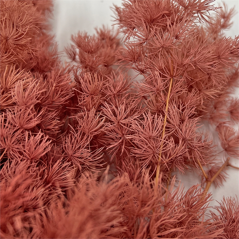 Bergamo Art Bundle of 4 Preserved Asparagus Fern 12-20 inches long in Pink