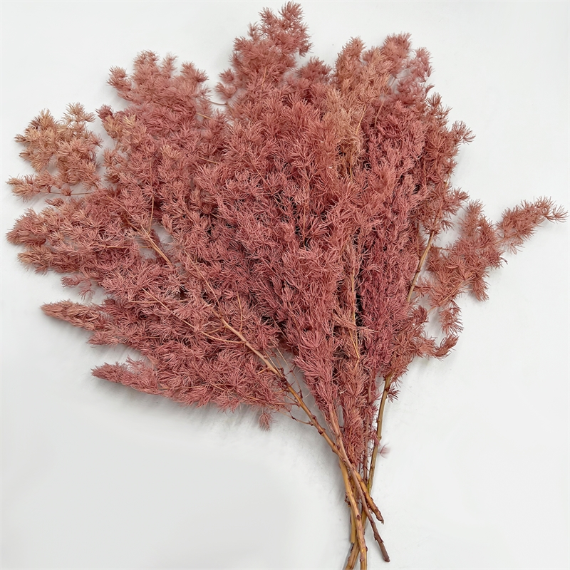 Bergamo Art Bundle of 4 Preserved Asparagus Fern 12-20 inches long in Pink