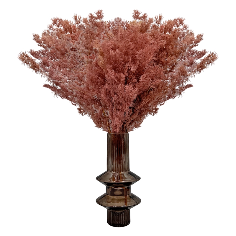 Bergamo Art Bundle of 4 Preserved Asparagus Fern 12-20 inches long in Pink