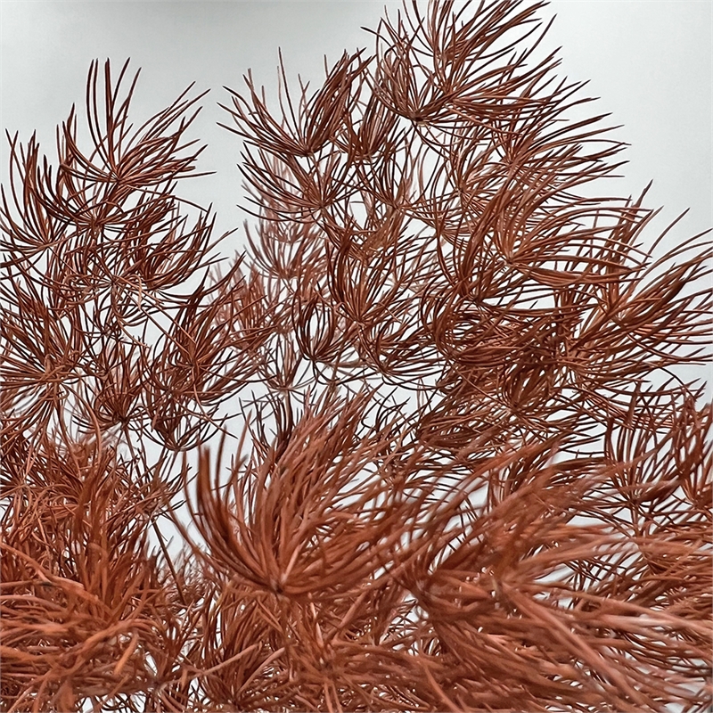 Bergamo Art Bundle of 4 Preserved Asparagus Fern 12-20 inches long in Coffee