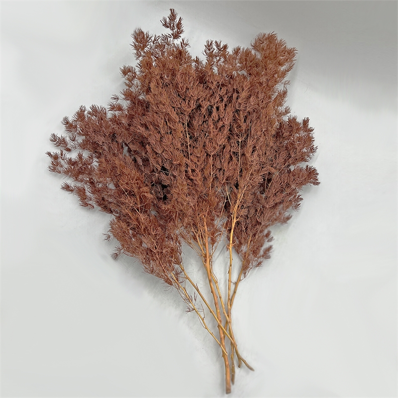 Bergamo Art Bundle of 4 Preserved Asparagus Fern 12-20 inches long in Coffee