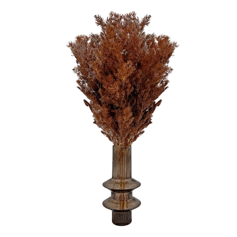 Bergamo Art Bundle of 4 Preserved Asparagus Fern 12-20 inches long in Coffee