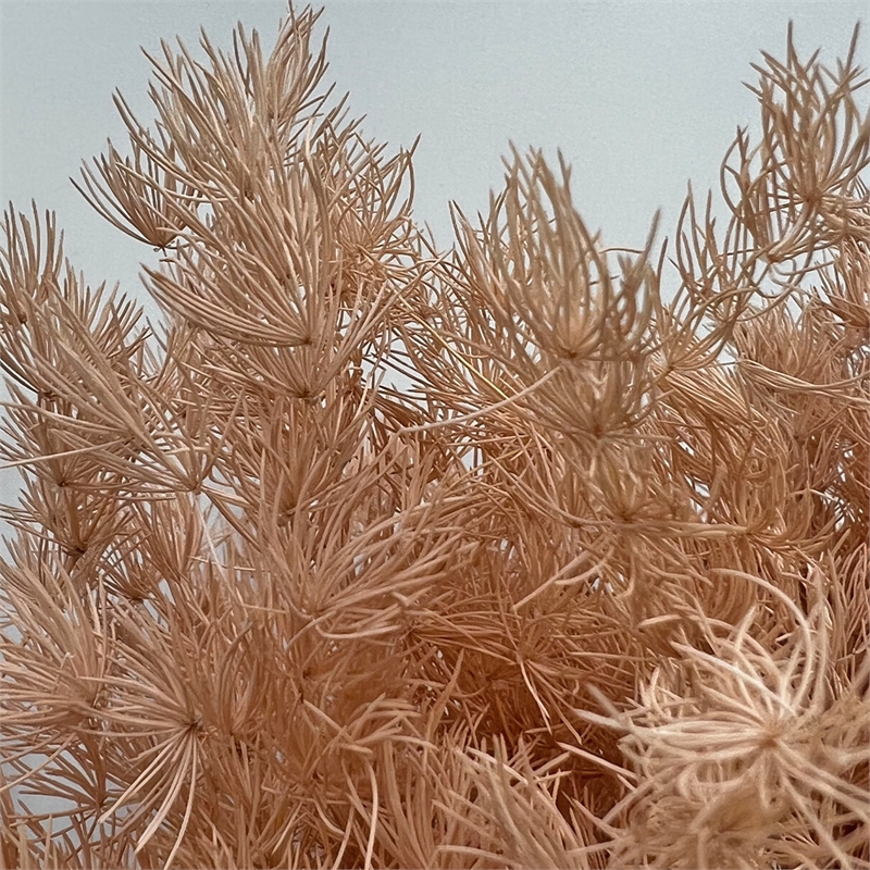 Bergamo Art Bundle of 4 Preserved Asparagus Fern 12-20 inches long in Coffee