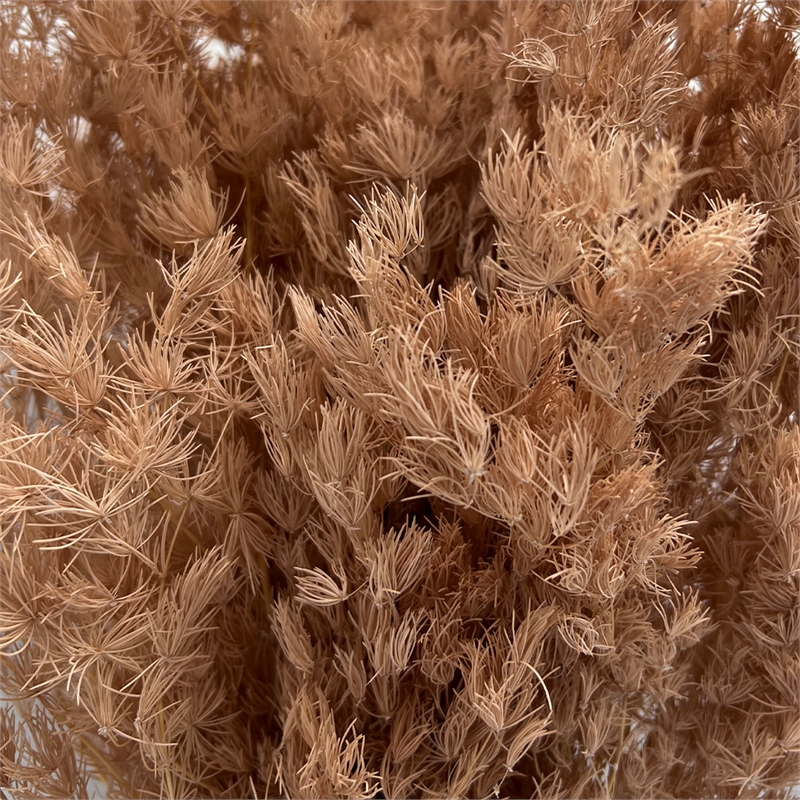 Bergamo Art Bundle of 4 Preserved Asparagus Fern 12-20 inches long in Coffee