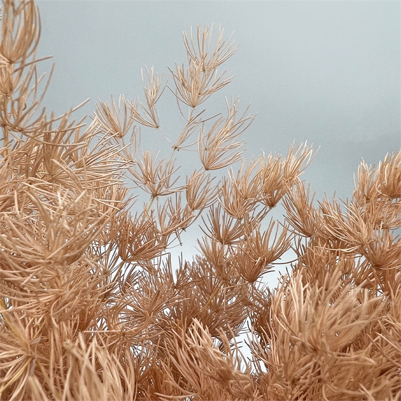 Bergamo Art Bundle of 4 Preserved Asparagus Fern 12-20 inches long in Coffee