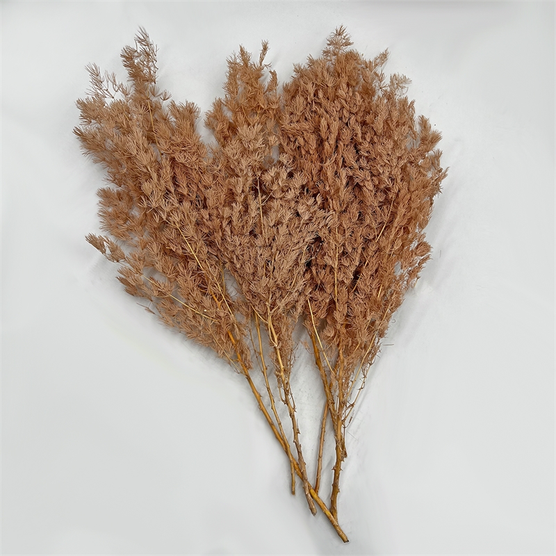Bergamo Art Bundle of 4 Preserved Asparagus Fern 12-20 inches long in Coffee