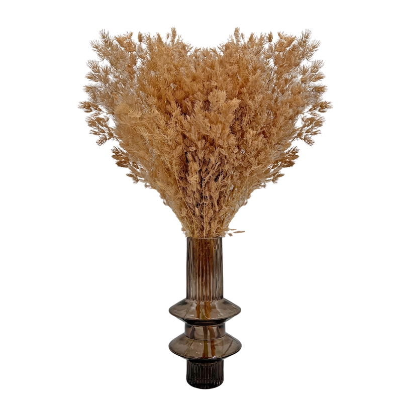 Bergamo Art Bundle of 4 Preserved Asparagus Fern 12-20 inches long in Coffee