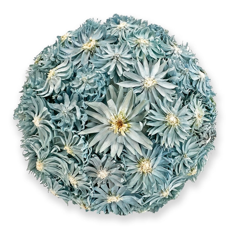 Handmade Preserved Topiary Balls Set of 6 Decorative Floral Orbs