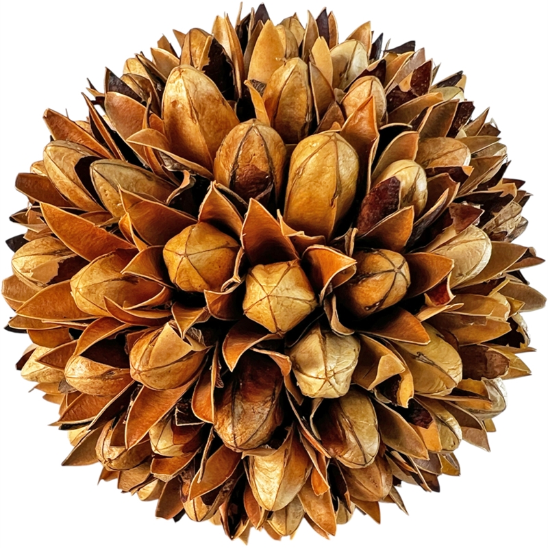 Handmade Natural & Preserved Topiary Balls Bowl Filler Orbs In Brown Set Of 6