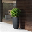 Boxwood Ball in Black Ribbed Nell Planter