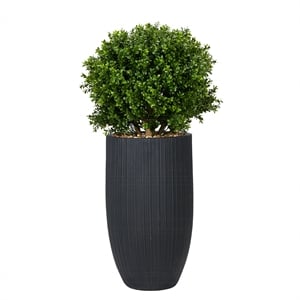 Boxwood Ball in Black Ribbed Nell Planter