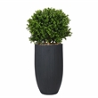 Boxwood Ball in Black Ribbed Nell Planter