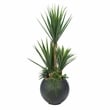 5' Sisal and Assorted Succulents in Black Porter Planter