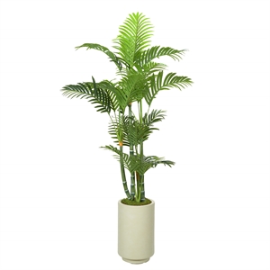 Green Trunk Areca Palm in Rainey Vase