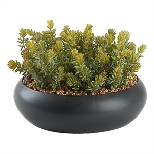 Flocked Succulents in Black Simply Low Bowl