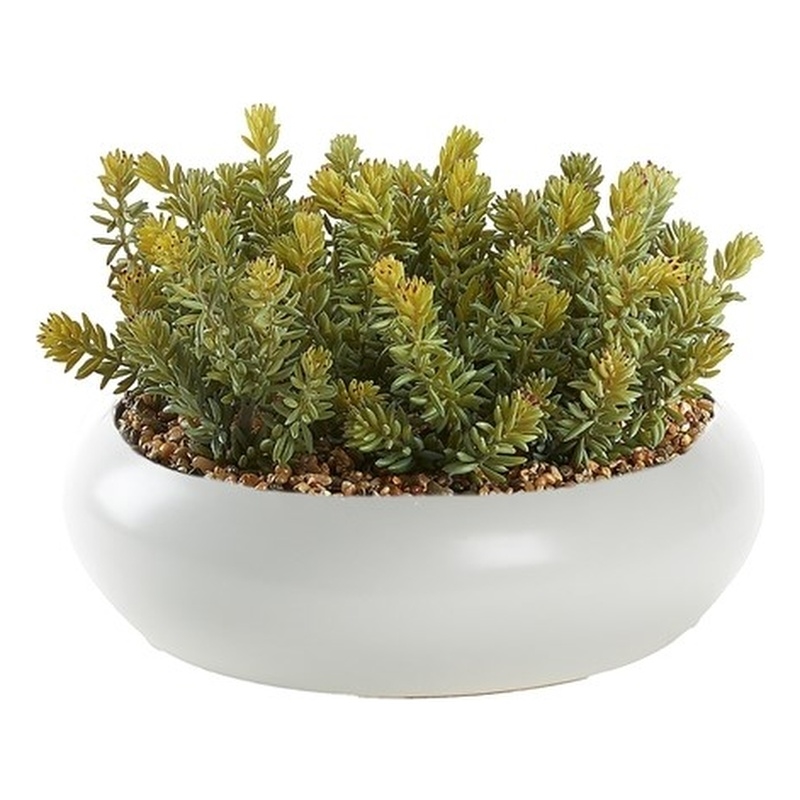 Flocked Succulents in White Simply Low Bowl