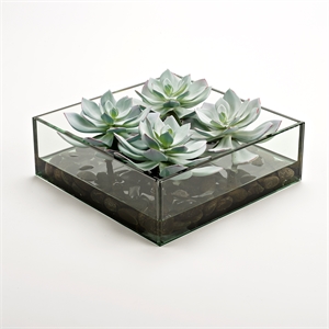 Frosted Echeveria in Marina Bowl with Black River Rock