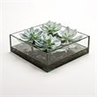 Frosted Echeveria in Marina Bowl with Black River Rock