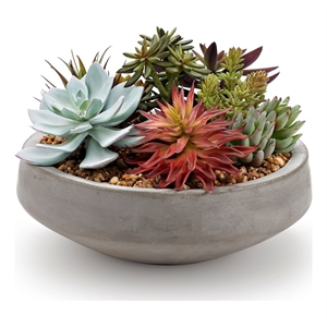 Assorted Succulents in Grey Newport Bowl with River Rock