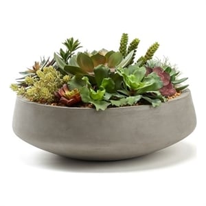 Mixed Succulents in Extra-Large Grey Newport Bowl