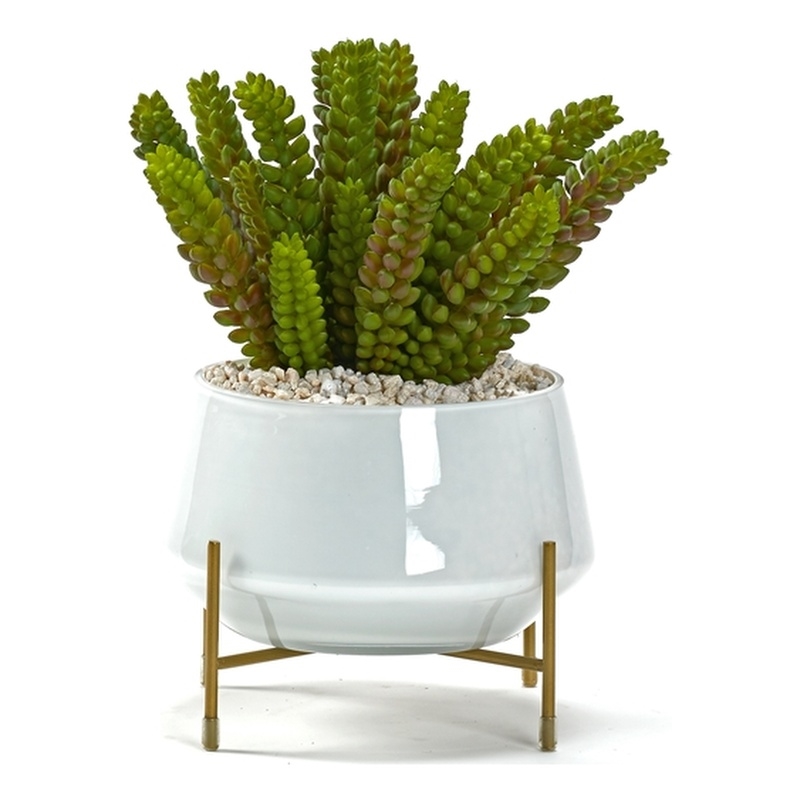 Succulents in Small Parson Planter with Gold Stand