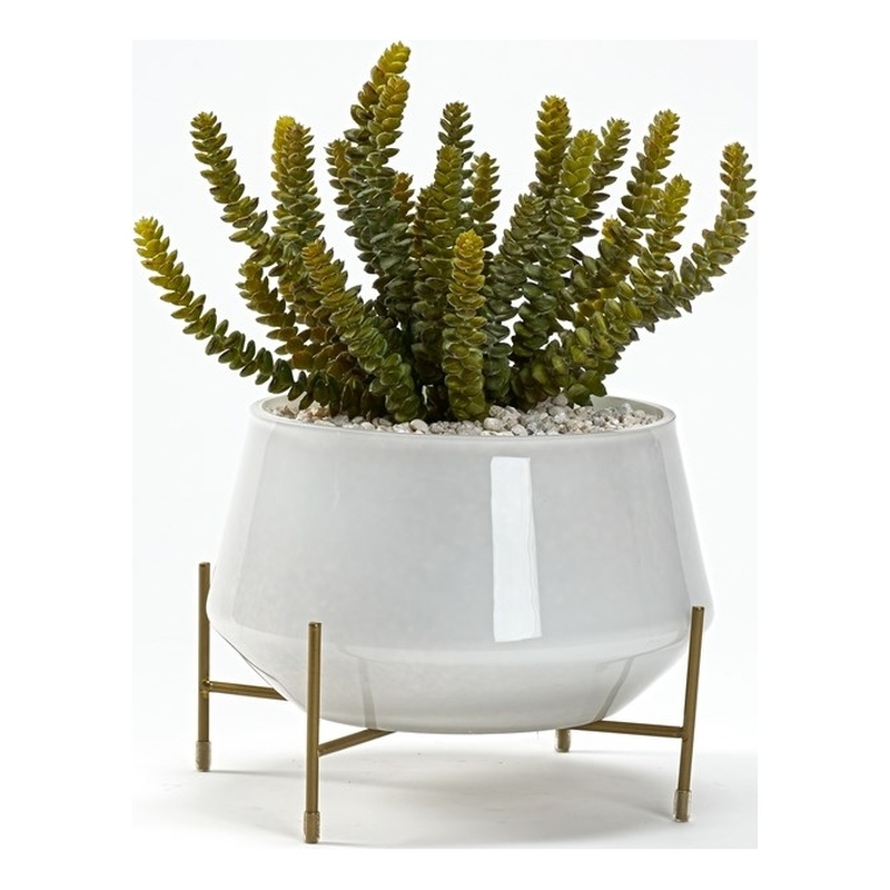 Soft Touch Donkey Tail in Parson Planter