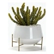 Soft Touch Donkey Tail in Parson Planter