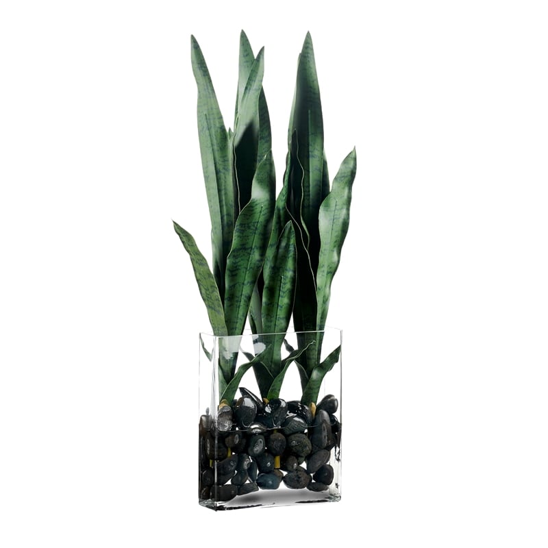 Snake Plant in Flat Panel Vase with Black River Rock