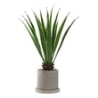 4' Faux Agave Plant in Grey Marta Planter