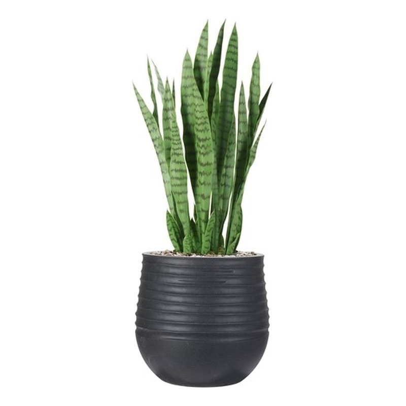 Snake Plant in Black Ribbed Mariella Planter
