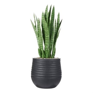 Snake Plant in Black Ribbed Mariella Planter