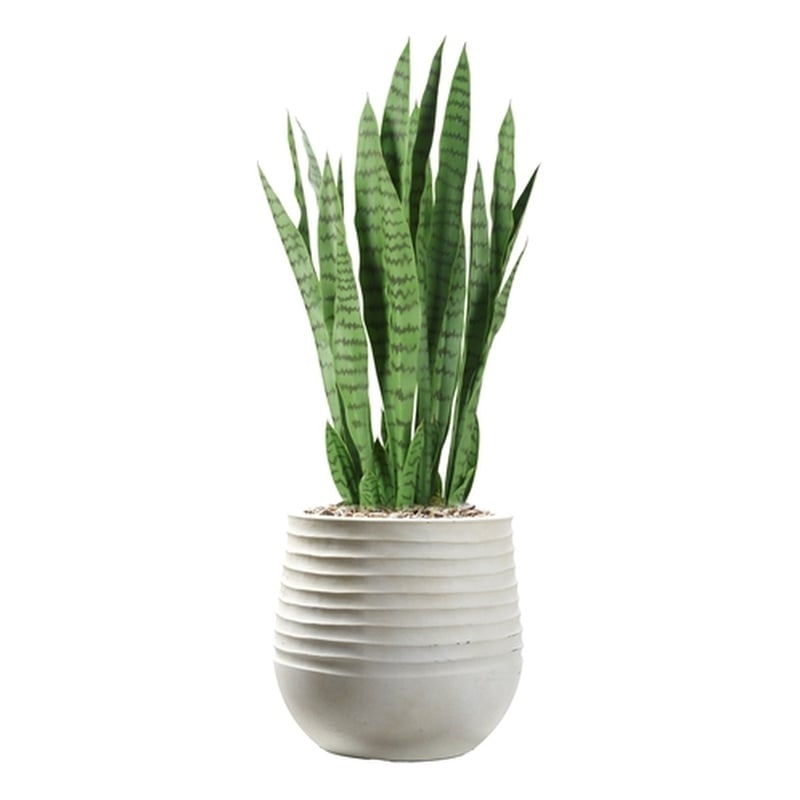 Snake Plant in White Ribbed Mariella Planter