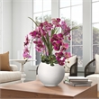 Lavender Orchids and Echeverias in White Porter Planter