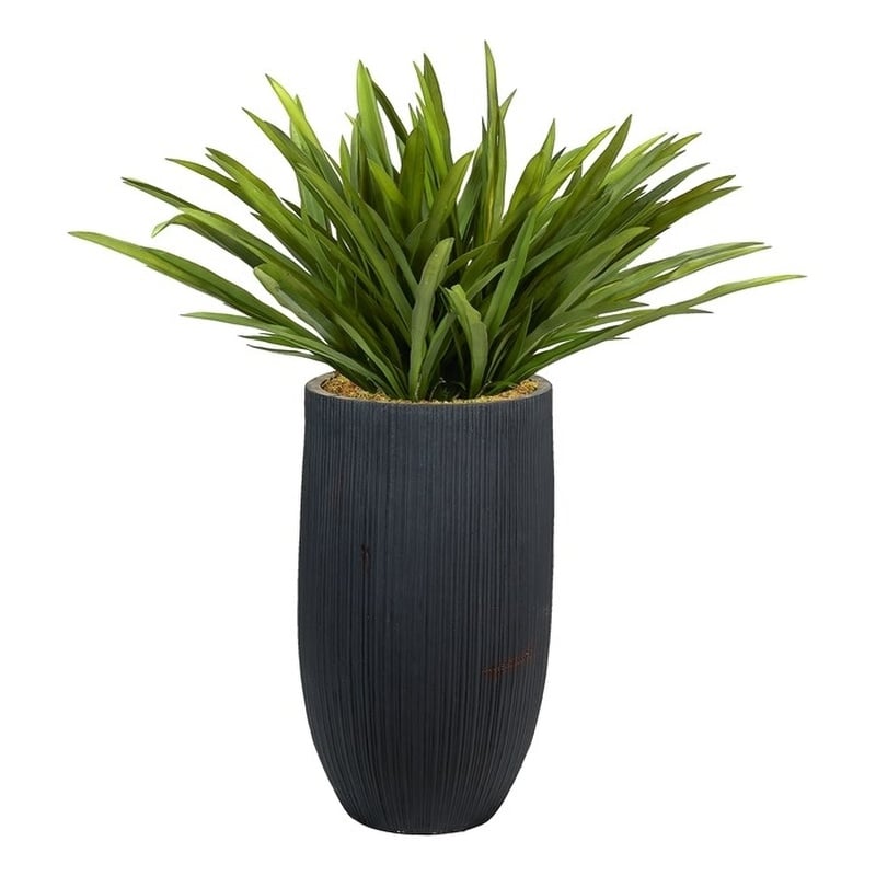 Orchid Foliage in Black Ribbed Nell Planter