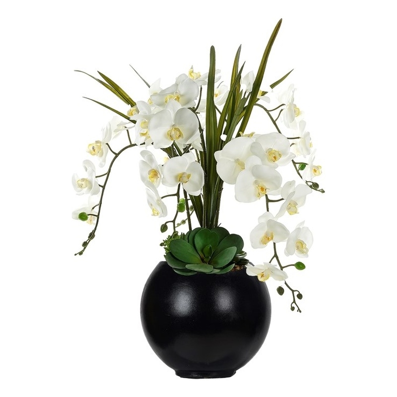 White Orchids and Echeverias in Black Porter Planter