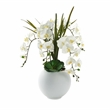 White Orchids and Echeverias in White Porter Planter