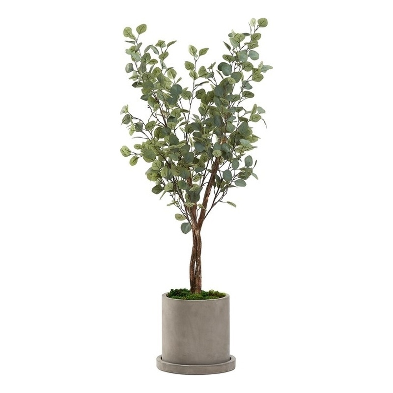 5' Silver Dollar Eucalyptus Tree in Grey Marta Planter