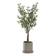 5' Silver Dollar Eucalyptus Tree in Grey Marta Planter