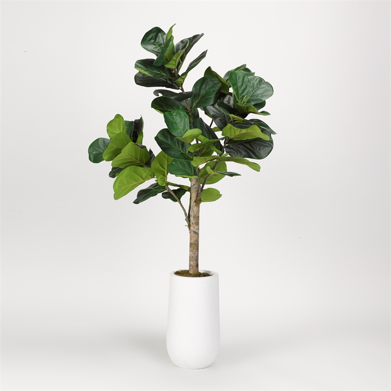5.5' Fiddle Leaf Fig Tree in Quinn Planter