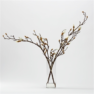 Budding White Magnolia Stems in Cylian Vase