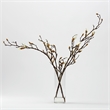 Budding White Magnolia Stems in Cylian Vase