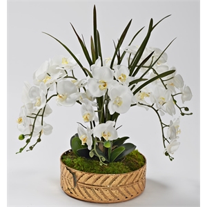 White Orchids & Areca Grass in Salve Planter