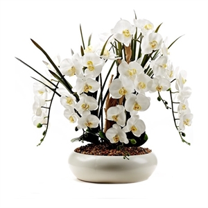 Phael Orchids and Ghostwood in White Simply Low Bowl